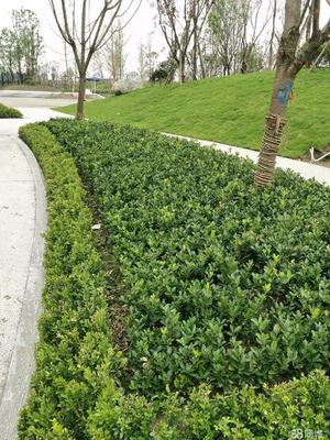 成都市政道路綠化,小區砍樹、修樹、除草、移栽樹