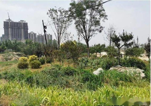 河北大名一千余萬(wàn)景觀綠化工程先施工后招標(biāo)