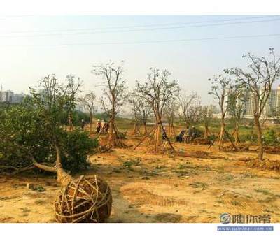 【專業(yè)園林綠化施工承接園林綠化工程小區(qū)綠化養(yǎng)護(hù)工廠綠化】孝昌縣孟宗苗木基地 - 產(chǎn)品庫(kù)