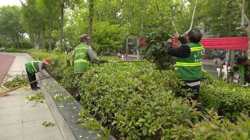 縣園林綠化服務中心 全力做好園林綠化工作 讓良好生態成為金鄉 最靚名片