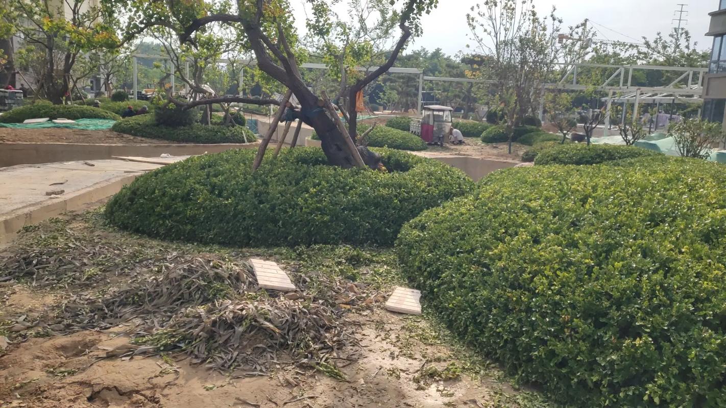 施工現(xiàn)場(chǎng)實(shí)拍 專(zhuān)業(yè)的事交給專(zhuān)業(yè)的人 園林綠化工程 小區(qū)綠化
