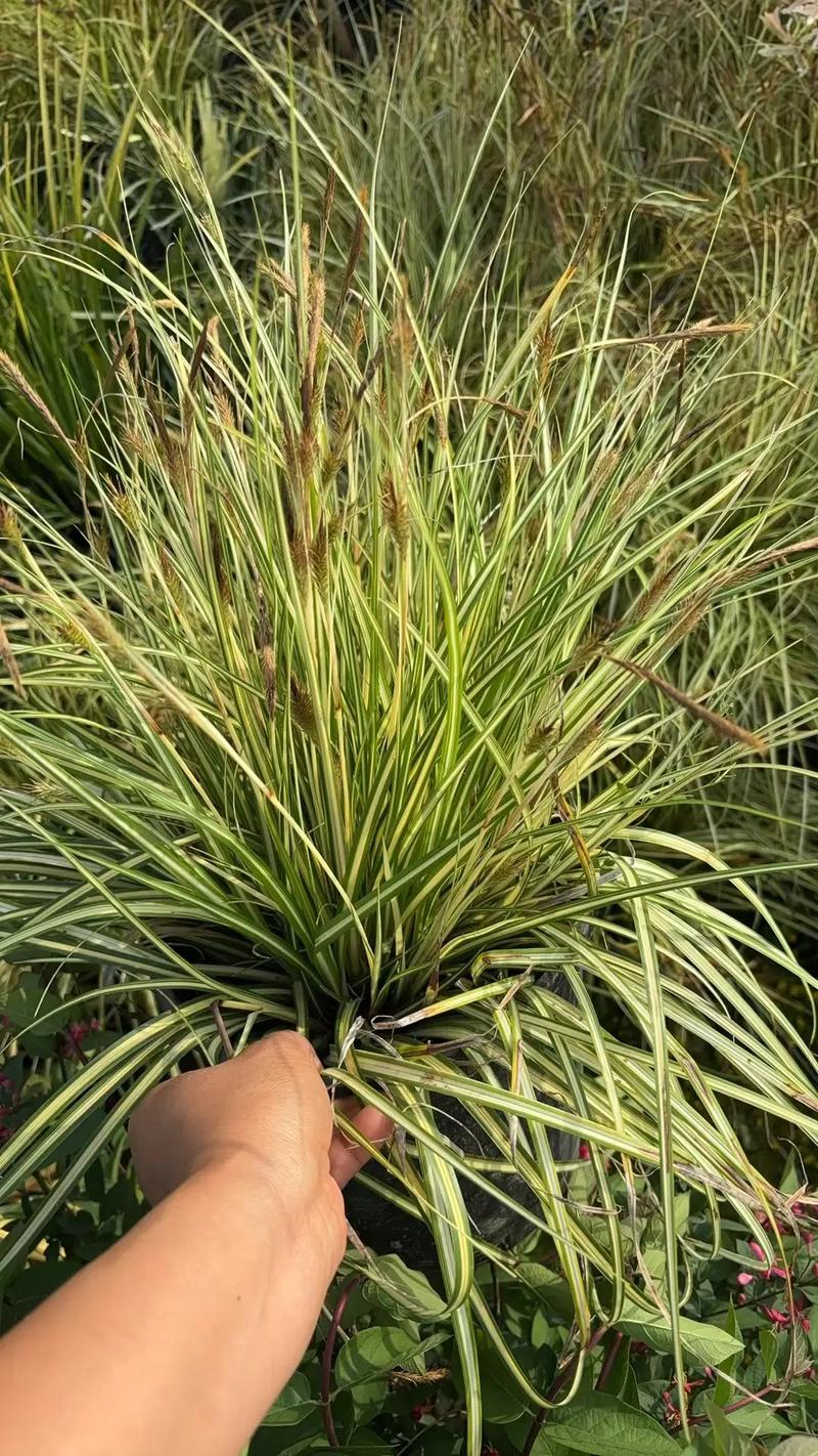 園林綠化工程苗木人 #全網(wǎng)搜索苗木有緣人 廠(chǎng)房綠化設(shè)計(jì)施工