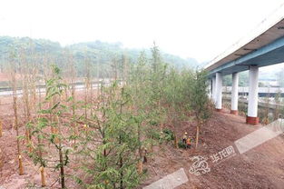 渝遂立交配套綠化工程5月完工 面積約6萬(wàn)平方米